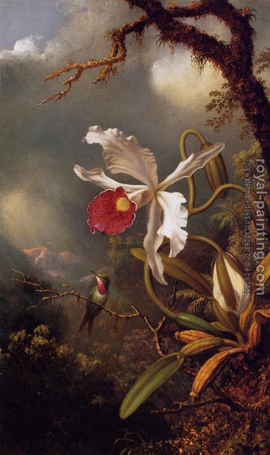 Martin Johnson Heade : An Amethyst Hummingbird with a White Orchid